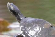 Krefft's Short-necked Turtle (Emydura krefftii)